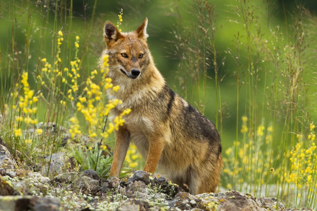 Goudjakhals aan de grens